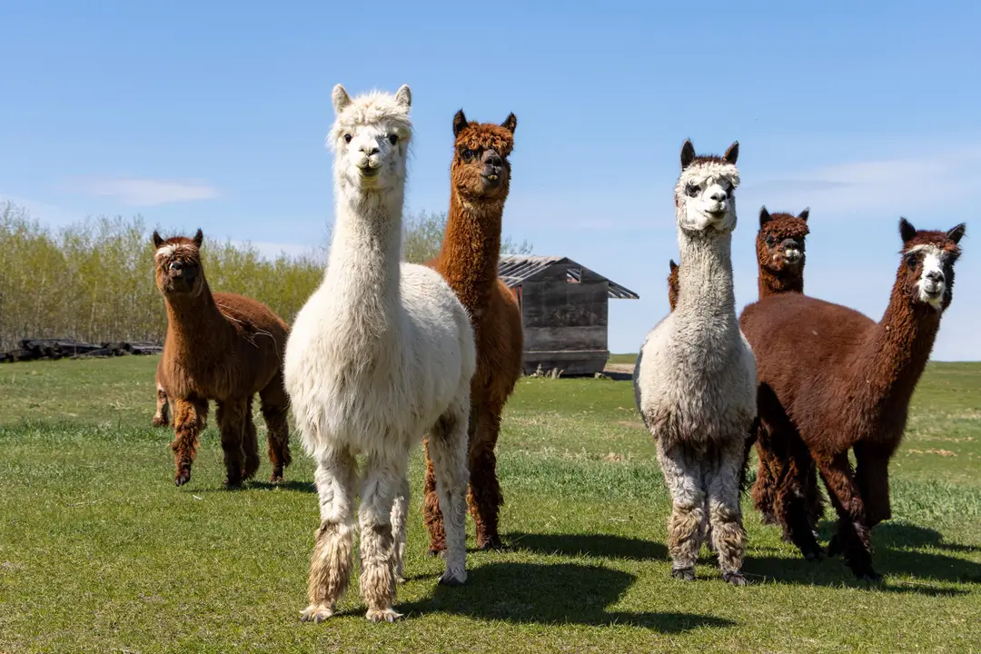 alpacas