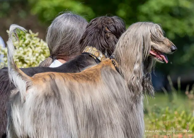 4. Pets who look like Owners Category Winner Klaus-Peter-Selzer_The-three-Greys copy