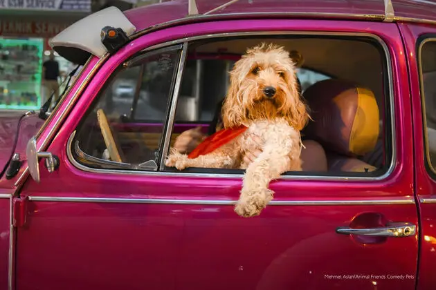 8. Comedy Pet Team Favourite_Mehmet Aslan_Chauffeur Dog