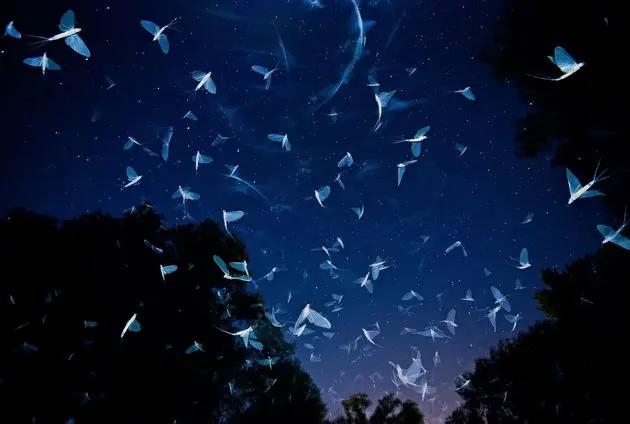 imre potyo hungary shortlist open nature and wildlife 2016