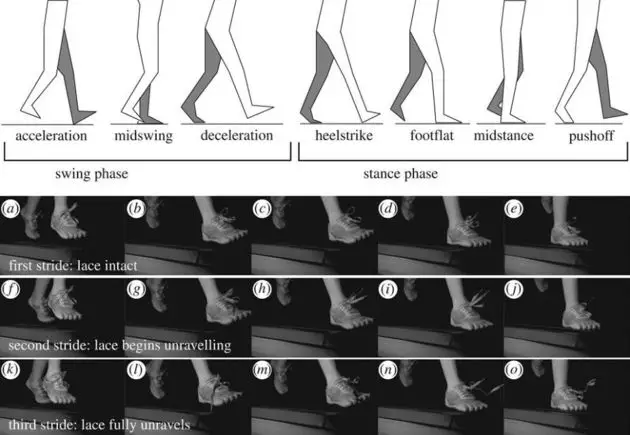 schoenveters