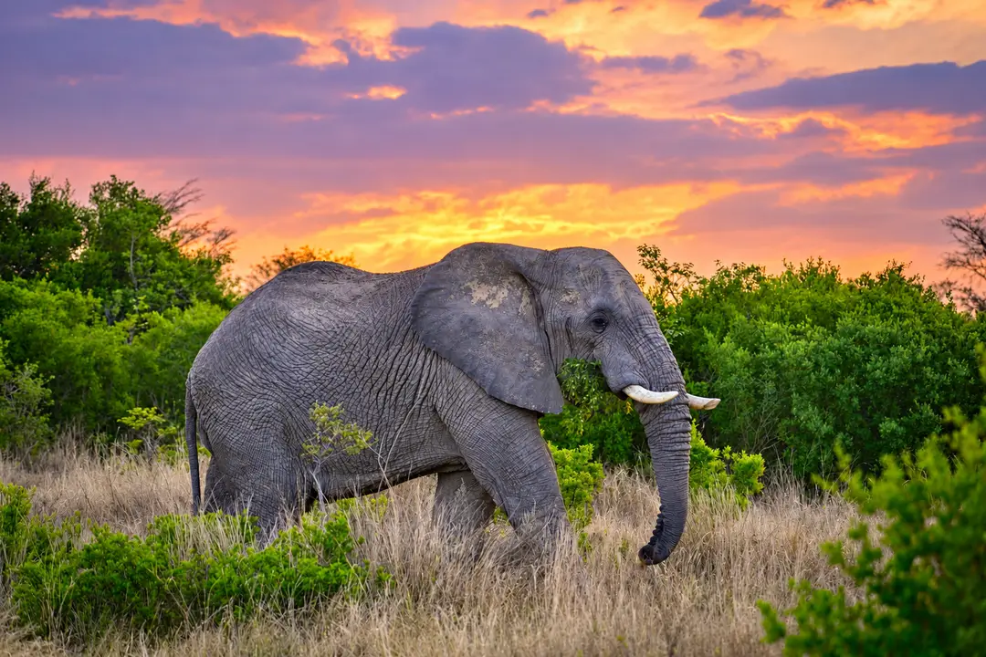 Elefant i gyllent savannelandskap