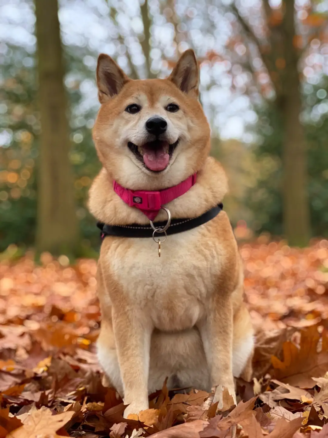 akita scaled