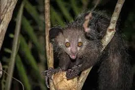 aye aye wikimedia commons