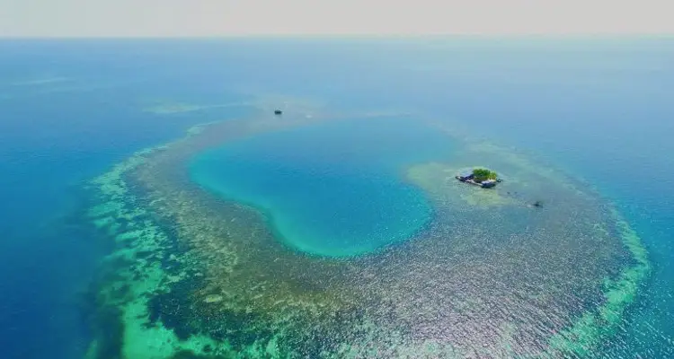 bird island belize