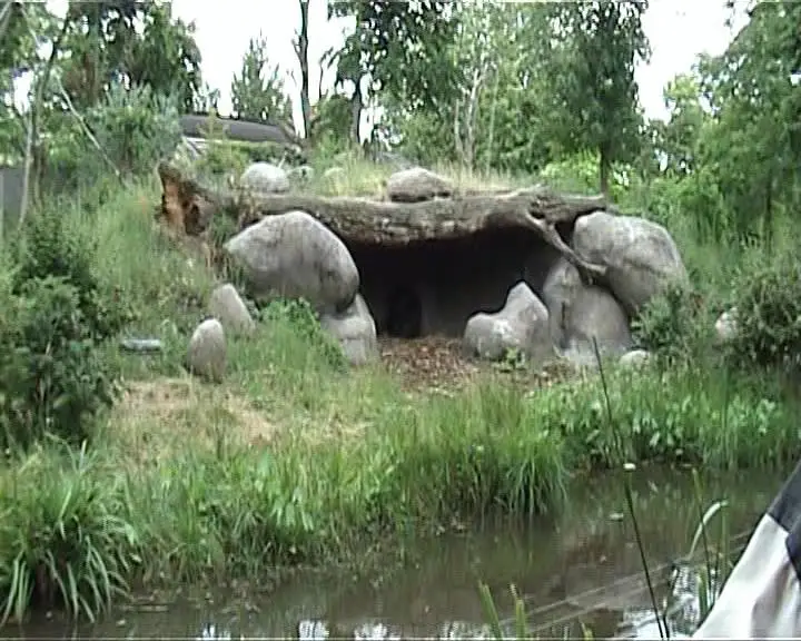 blijdorp gorillaverblijf