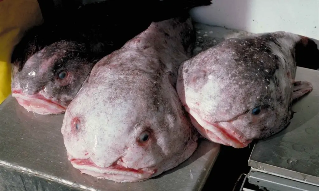 blobvis wikimedia 1024x612