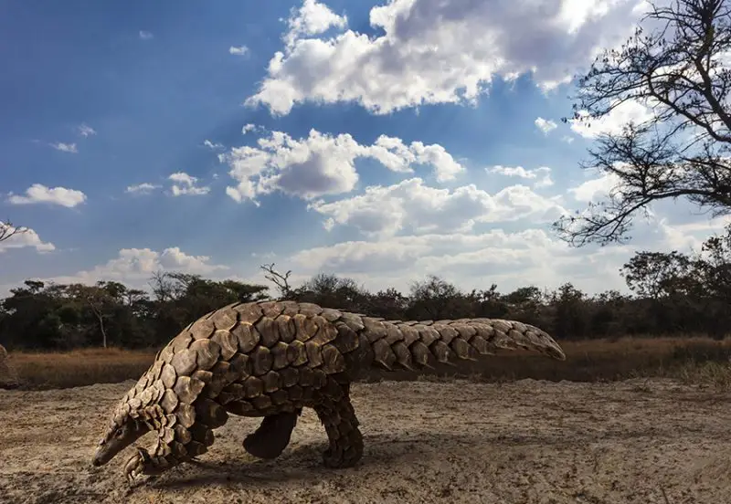 c2a9 brent stirton south africa category winner professional competition natural world wildlife 2020 sony world photography awards 2 e1591696302503