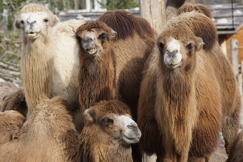 camel 1201810 960 720