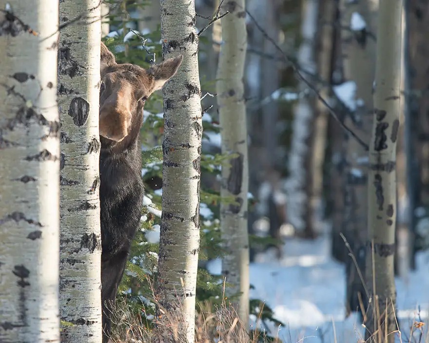 comedy wildlife photography awards finalists 2018 11 5b9b5765a5635 880