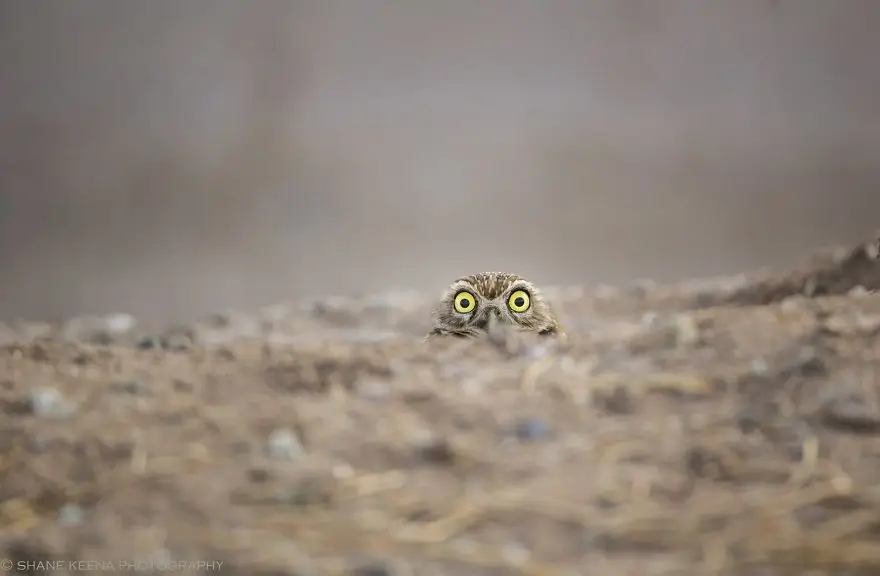 comedy wildlife photography awards finalists 2018 18 5b9b57734af09 880