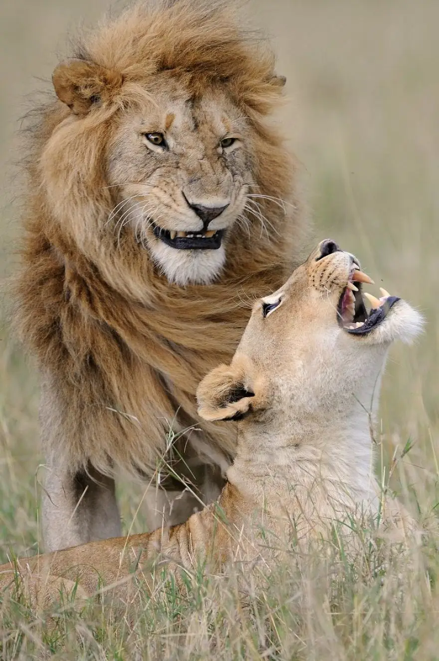 comedy wildlife photography awards finalists 2018 21 5b9b577a6a732 880
