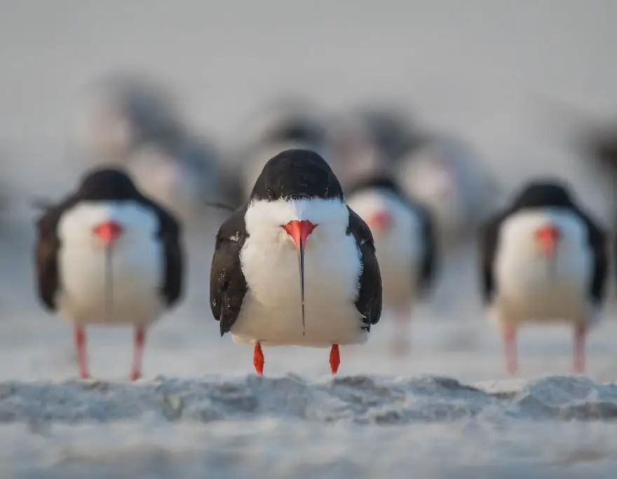 comedy wildlife photography awards finalists 2018 33 5b9b5794586c8 880