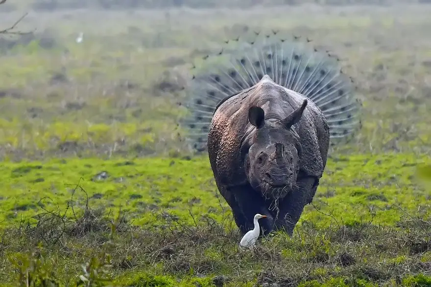 comedy wildlife photography awards finalists 2018 36 5b9b5799ea49d 880