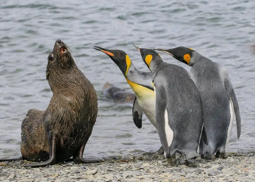 comedy wildlife photography awards finalists 2018 5 5b9b575aaa789 880