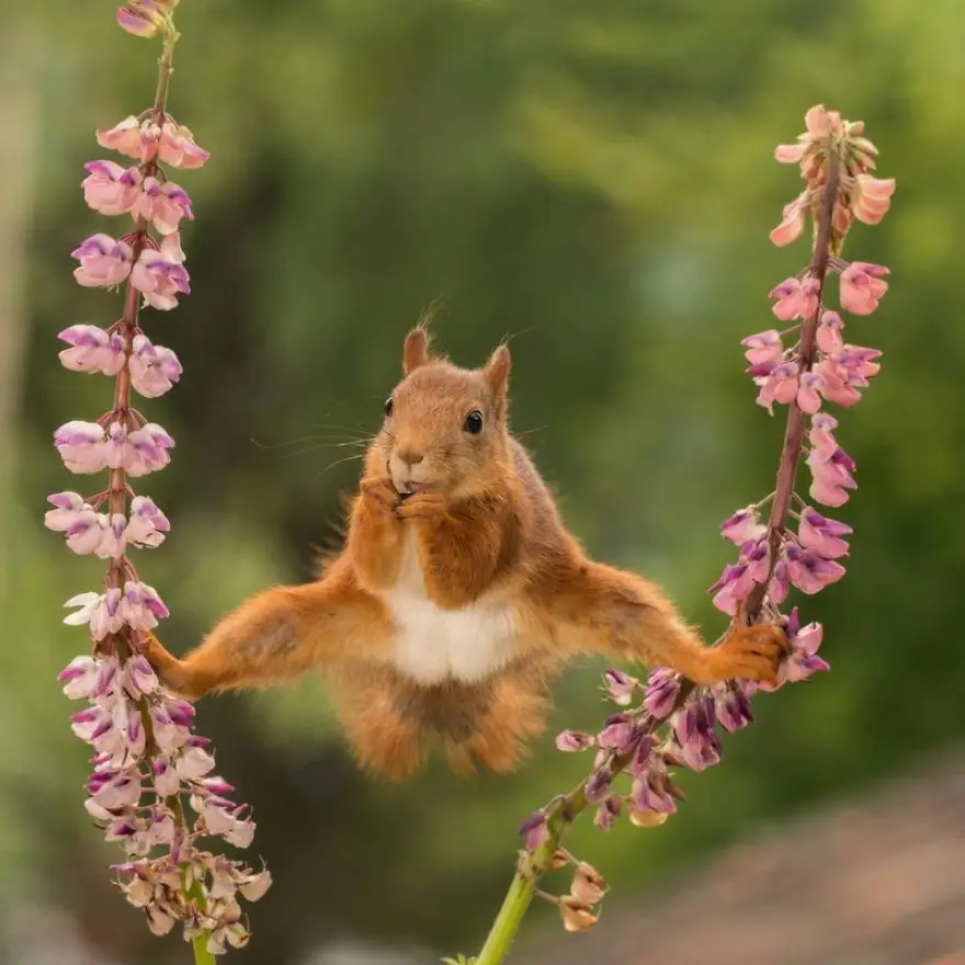 comedy wildlife photography awards finalists 2018 7 5b9b575e04c57 880
