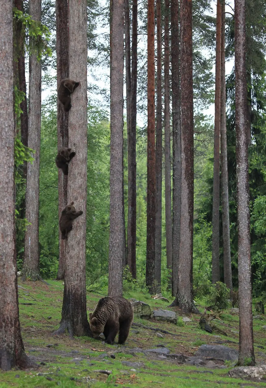 comedy wildlife photography awards finalists 2018 8 2 5b9b598ea14a8 880
