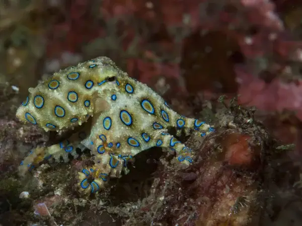 depositphotos 459187602 stock photo blue ringed octopus hapalochlaena lunulata 1