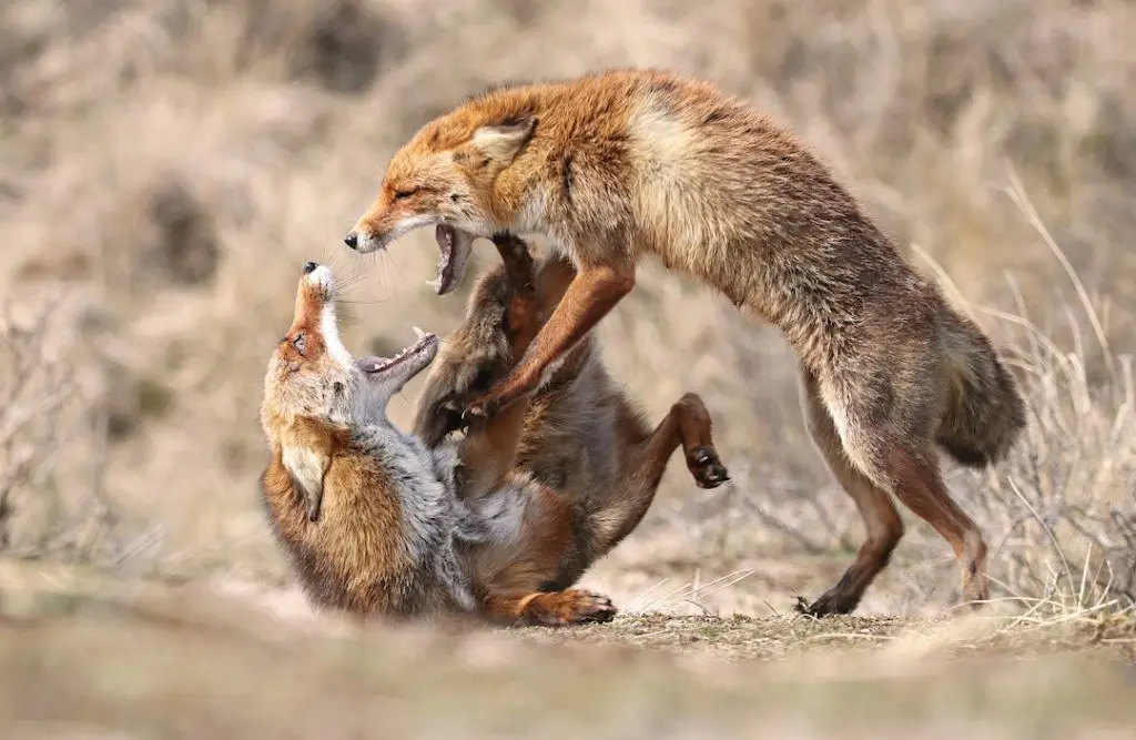 disagreement meningsverschil wiggert vooijs 1024x667