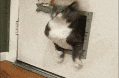 giphy