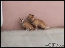 giphy