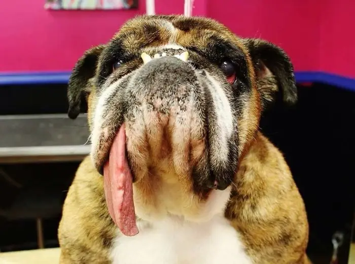it was the winner of the ugly dog of 2018 and he is totally adorable 5b3042754f2d6 700