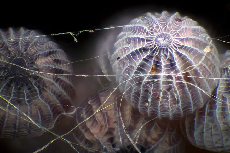 nikon small world photomicrography competition 2017 winners 43 59db31b85538a 880