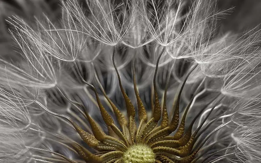 nikon small world photomicrography competition 2017 winners 59db1998839f9 880