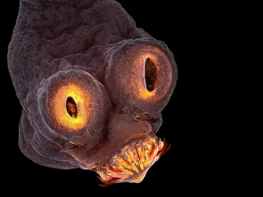 nikon small world photomicrography competition 2017 winners 59db1a030d785 880