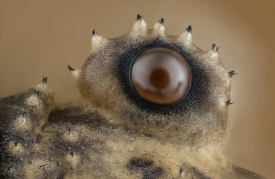nikon small world photomicrography competition 2017 winners 59db1c440043c 880