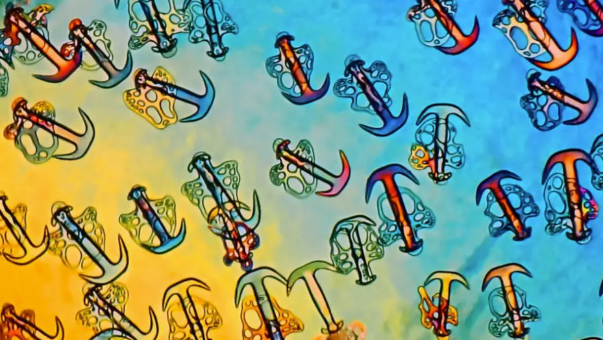 nikon small world photomicrography competition 2017 winners 59db1d73cf171 880