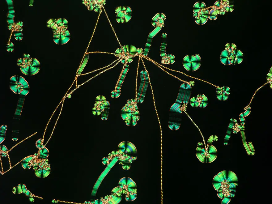 nikon small world photomicrography competition 2017 winners 59db20c35ed6e 880
