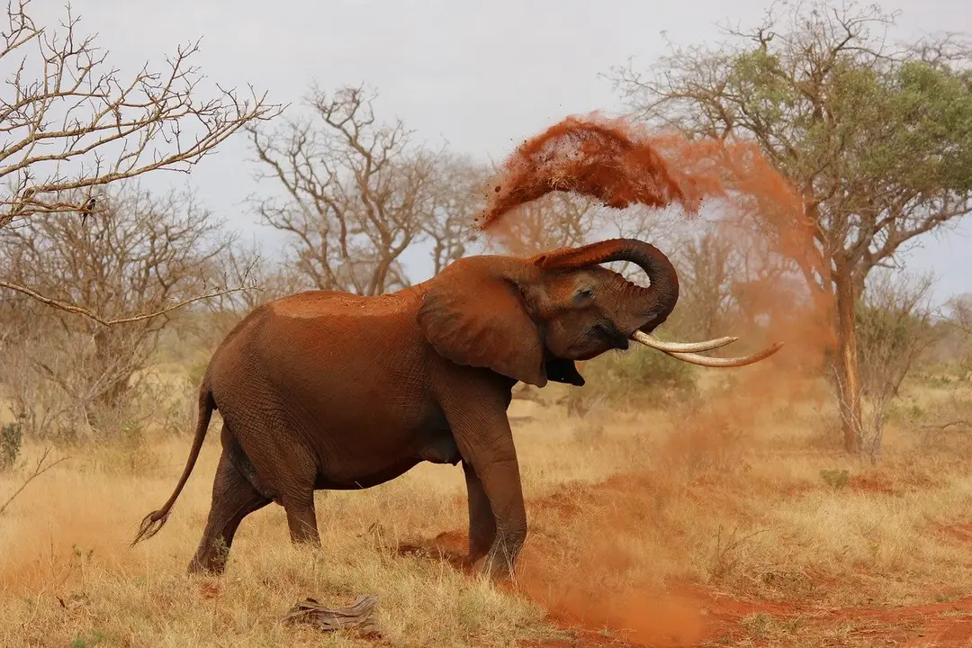 olifant 1