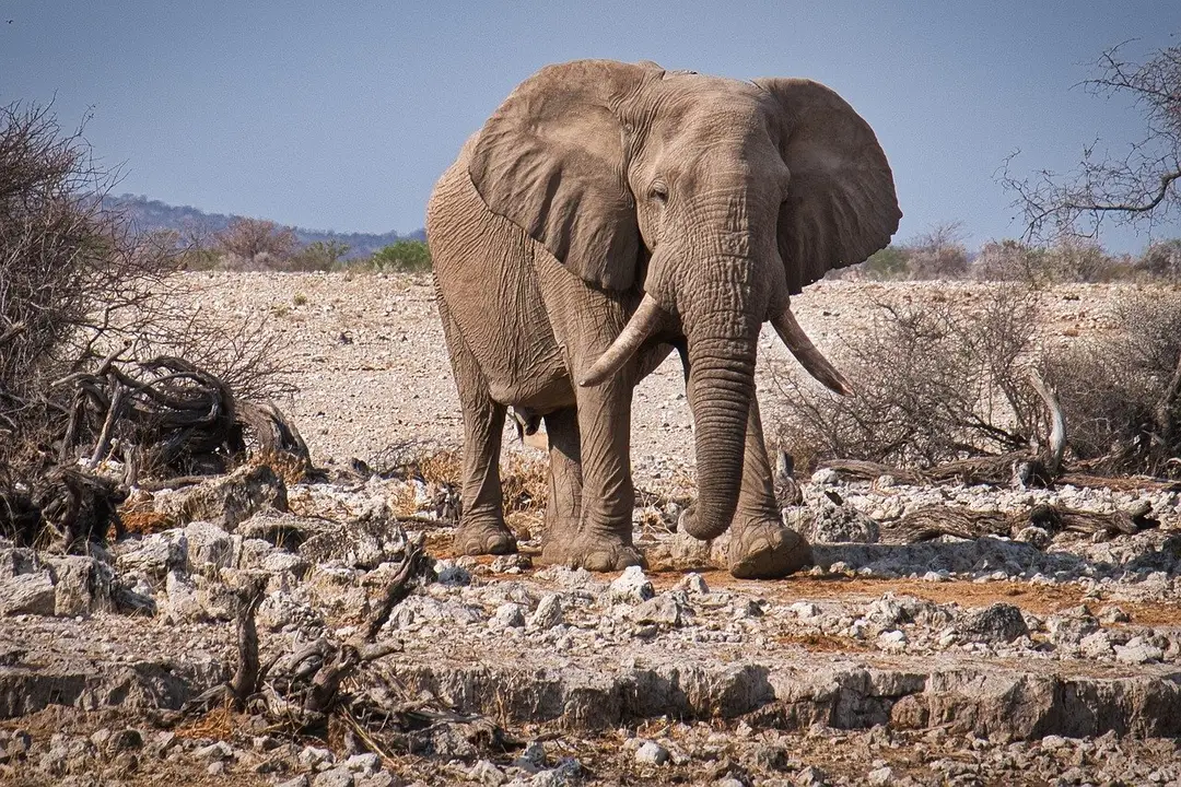 olifant 2