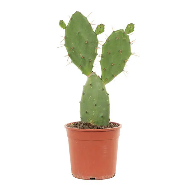 opuntia ficus vulgaris 17 600x600 1