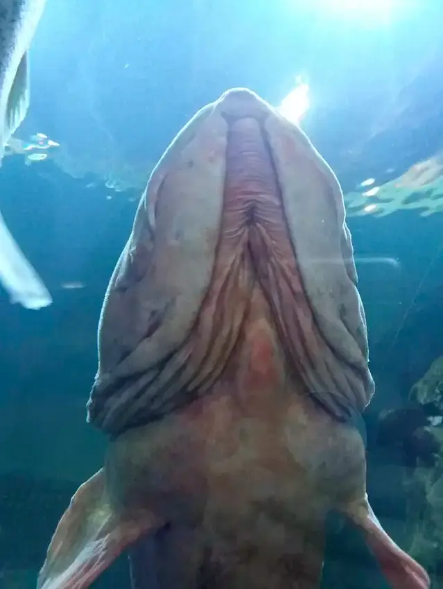 piemelvis