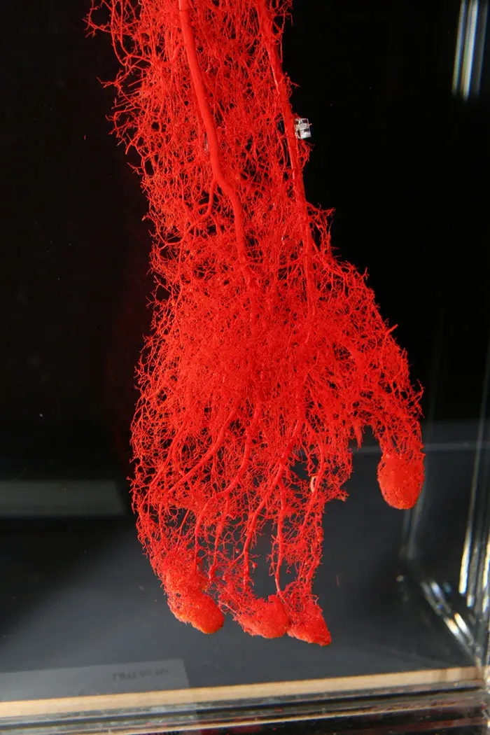 rarely seen images what common things look like 308 5a684d12b5244 700