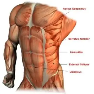 sixpack anatomie 300x300