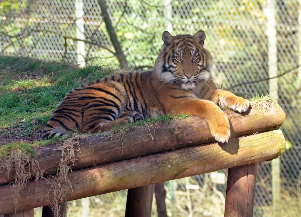 tijger 1 1024x740