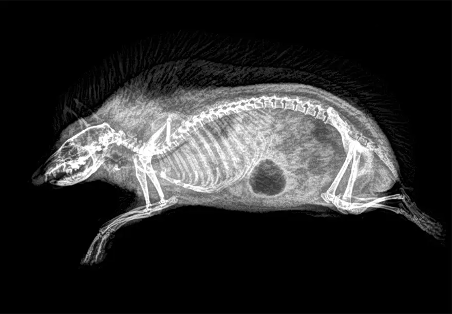 xray pictures photos zoo animals oregon oregonzoo 10 5bd0590069fb4 880