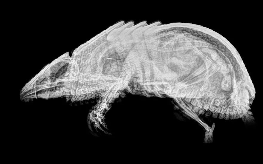 xray pictures photos zoo animals oregon oregonzoo 11 5bceed5995990 880