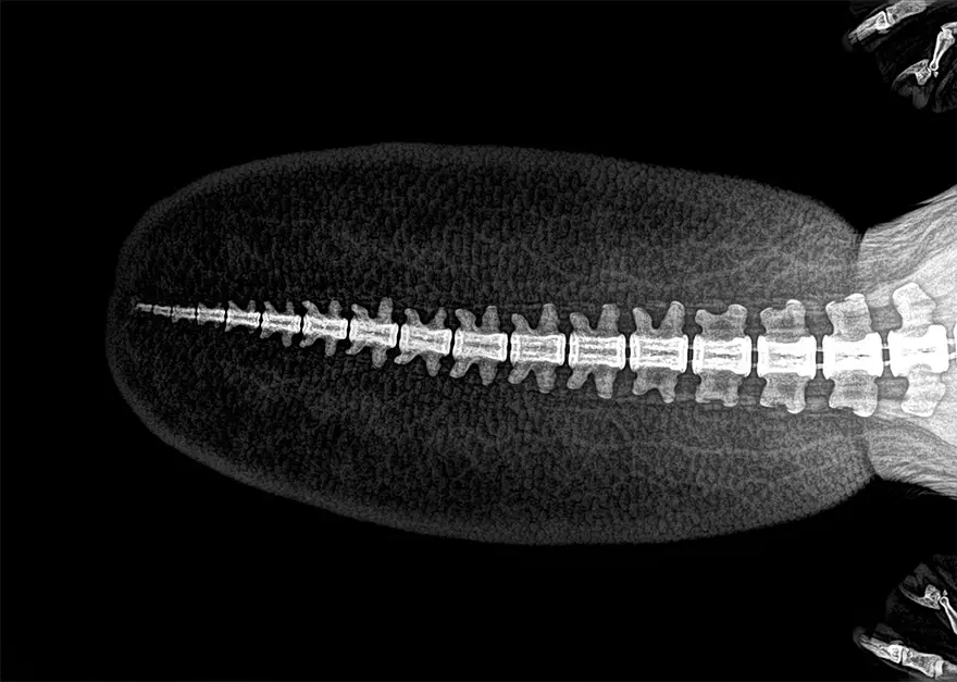 xray pictures photos zoo animals oregon oregonzoo 12 5bd080553d8dd 880