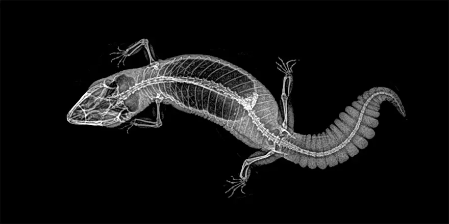 xray pictures photos zoo animals oregon oregonzoo 18 5bceee4d96acf 880