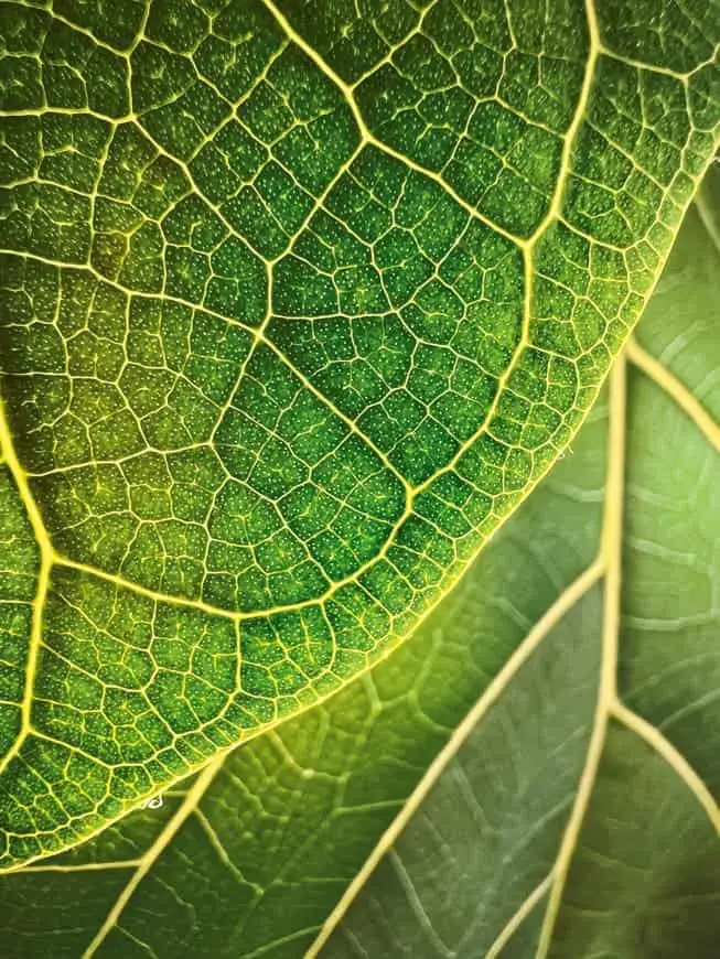 apple shot on iphone macro trevor collins inlinejpglarge