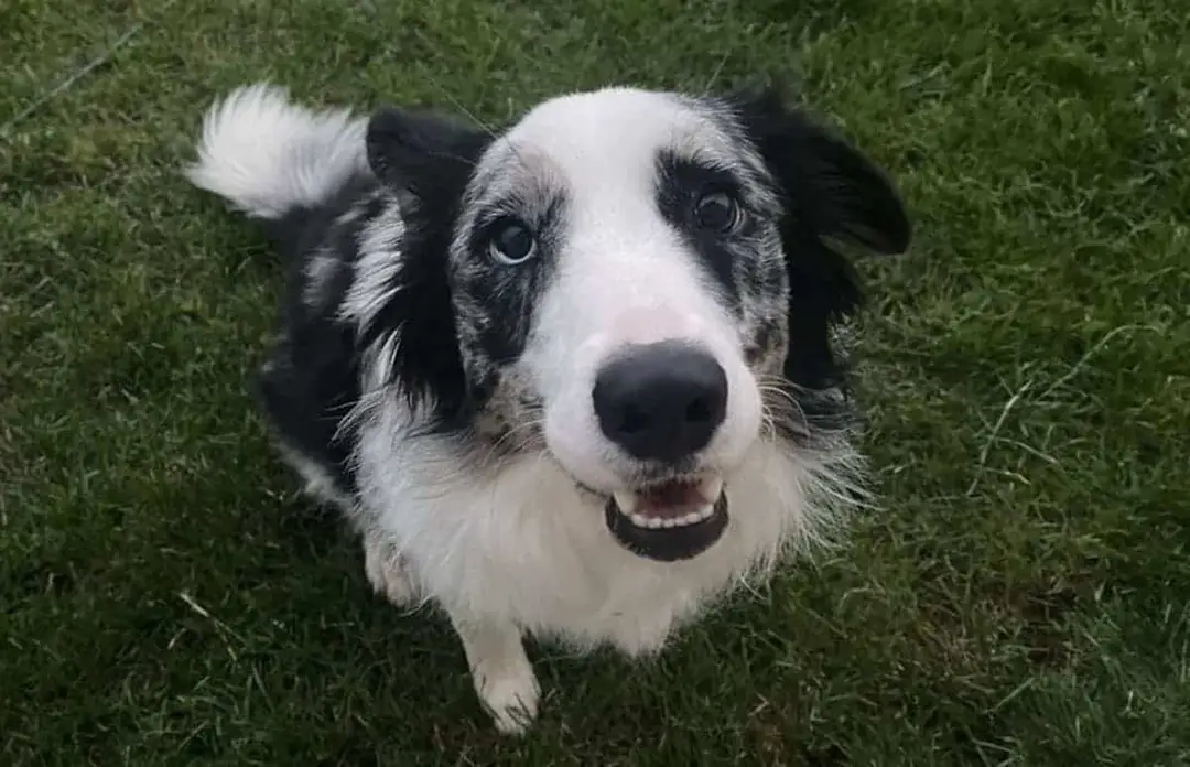 dog 1