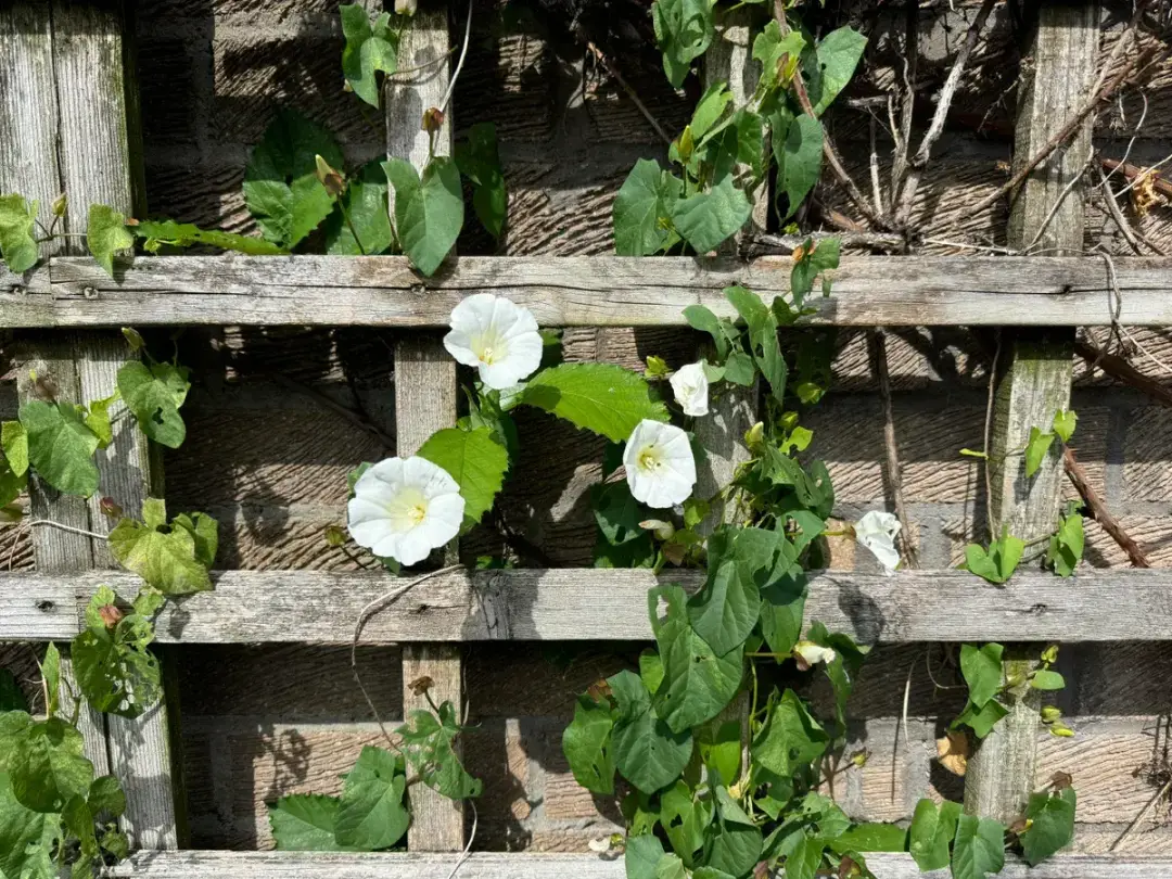 flower iphone