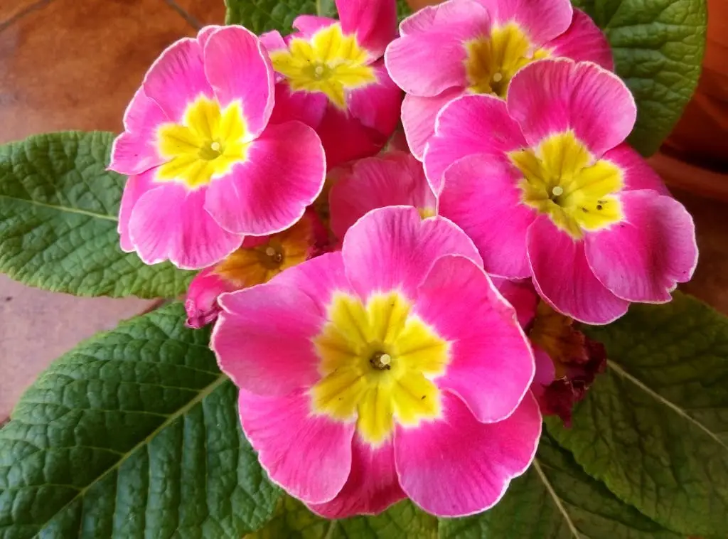 meizu m1 note macro 7