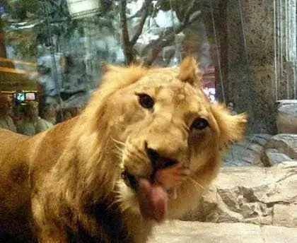 mountain lion fixes
