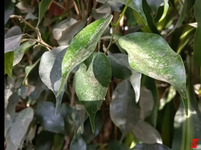 oneplus 5 sample 2