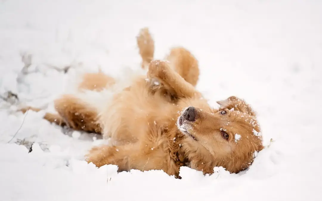 dogs